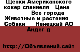 Щенки Американского кокер спаниеля › Цена ­ 15 000 - Все города Животные и растения » Собаки   . Ненецкий АО,Андег д.